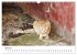 Katzenjahr 2026 (Wandkalender 2026 DIN... - Bild 10