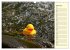 Enten-Rennen (Wandkalender 2026 DIN A3... - Bild 12