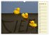 Enten-Rennen (Wandkalender 2026 DIN A3... - Bild 5