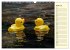 Enten-Rennen (Wandkalender 2026 DIN A3... - Bild 10