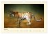 Sibirische Tigerportraits (Wandkalender... - Bild 11