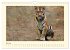 Sibirische Tigerportraits (Wandkalender... - Bild 13