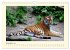 Sibirische Tigerportraits (Wandkalender... - Bild 5