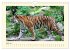 Sibirische Tigerportraits (Wandkalender... - Bild 10