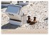 Sylt-Momente (Wandkalender 2026 DIN A4... - Bild 10