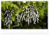 FASZINATION PILZE 2026 (Wandkalender... - Bild 12