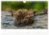 FASZINATION PILZE 2026 (Wandkalender... - Bild 13