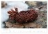 FASZINATION PILZE 2026 (Wandkalender... - Bild 15