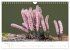 FASZINATION PILZE 2026 (Wandkalender... - Bild 3