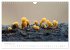 FASZINATION PILZE 2026 (Wandkalender... - Bild 4