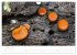 FASZINATION PILZE 2026 (Wandkalender... - Bild 7