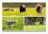 Sehnsucht Wales - Collagen eines Landes... - Bild 3
