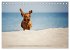 Die Dackel daggeln.... (Tischkalender... - Bild 12