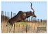 WILDE TIERE IN AKTION (Tischkalender... - Bild 12
