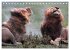 WILDE TIERE IN AKTION (Tischkalender... - Bild 14