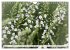 Traumblüten in Weiß (Wandkalender... - Bild 11