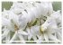 Traumblüten in Weiß (Wandkalender... - Bild 15