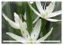 Traumblüten in Weiß (Wandkalender... - Bild 5