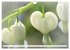 Traumblüten in Weiß (Wandkalender... - Bild 7