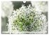 Traumblüten in Weiß (Wandkalender... - Bild 9
