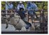 Faszination Rodeo (hochwertiger Premium... - Bild 3