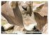 Alpenrinder (Wandkalender 2026 DIN A4... - Bild 12