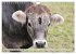 Alpenrinder (Wandkalender 2026 DIN A4... - Bild 4