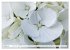 Traumblüten in Weiß (Wandkalender... - Bild 14