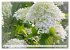 Traumblüten in Weiß (Wandkalender... - Bild 4
