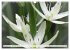 Traumblüten in Weiß (Wandkalender... - Bild 5