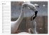 Elegante Flamingo (Wandkalender 2026... - Bild 11