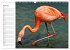 Elegante Flamingo (Wandkalender 2026... - Bild 12
