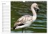 Elegante Flamingo (Wandkalender 2026... - Bild 13