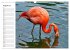 Elegante Flamingo (Wandkalender 2026... - Bild 14