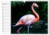Elegante Flamingo (Wandkalender 2026... - Bild 15