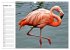 Elegante Flamingo (Wandkalender 2026... - Bild 3