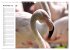 Elegante Flamingo (Wandkalender 2026... - Bild 4