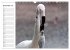 Elegante Flamingo (Wandkalender 2026... - Bild 5