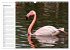 Elegante Flamingo (Wandkalender 2026... - Bild 7