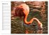 Elegante Flamingo (Wandkalender 2026... - Bild 8