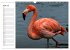 Elegante Flamingo (Wandkalender 2026... - Bild 10