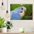 Wellensittiche - der NEUE Kalender... - Bild 2