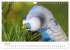 Wellensittiche - der NEUE Kalender... - Bild 12