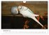 Wellensittiche - der NEUE Kalender... - Bild 15