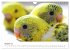 Wellensittiche - der NEUE Kalender... - Bild 3