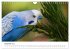 Wellensittiche - der NEUE Kalender... - Bild 5