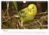 Wellensittiche - der NEUE Kalender... - Bild 10