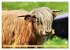 Highland Cattle, die Hochlandrinder aus... - Bild 15