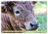 Highland Cattle, die Hochlandrinder aus... - Bild 10