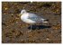 Amrum Insel am Wattenmeer (Wandkalender... - Bild 9